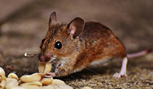 24 Hour & Emergency Exterminators in Providian Agon, PA